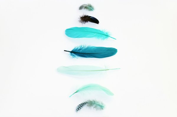 Discover the beauty of authentic feathers for your projects