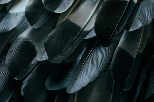 Unleashing the magic of natural feathers in your lifestyle